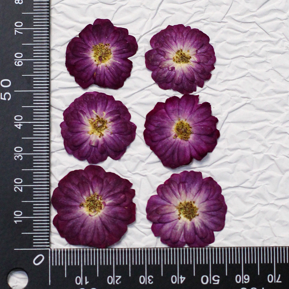 60 Yellow Mixed-size Pressed R - Resin Craft Ideas recension och pris