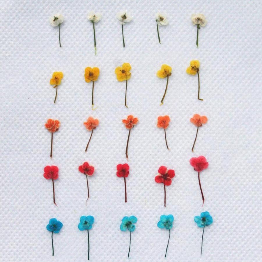 60pcs Mini Pressed Dried Flowe - Resin Craft Ideas recension och pris