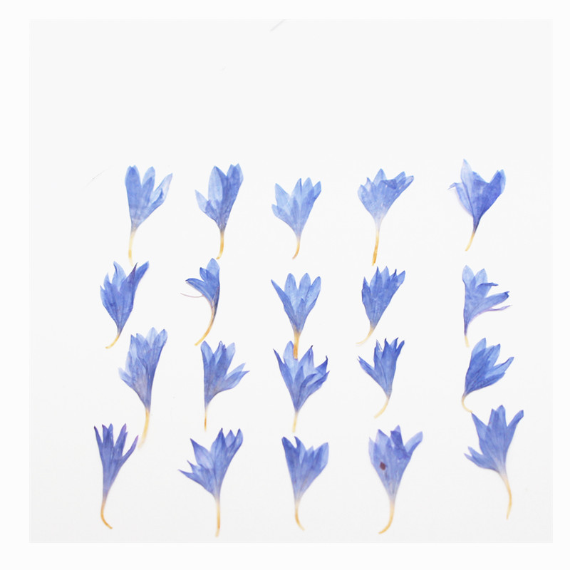 60pcs Mini Pressed Dried Flowe - Resin Craft Ideas recension och pris