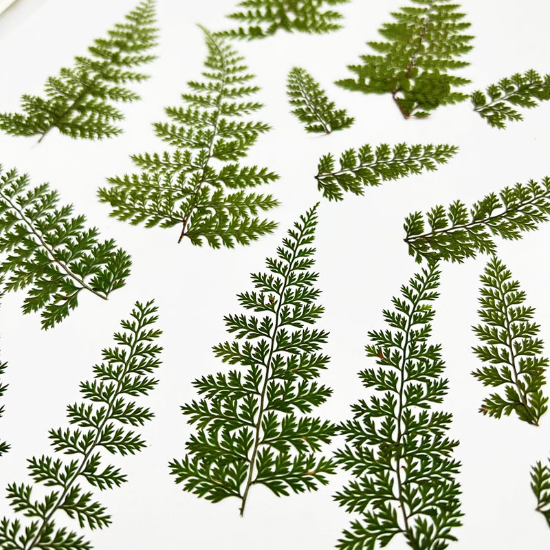 100Pcs Natural Rain Fern Leaf  - Resin Craft Ideas recension och pris